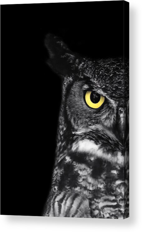 #faatoppicks Acrylic Print featuring the photograph Great Horned Owl Photo by Stephanie McDowell