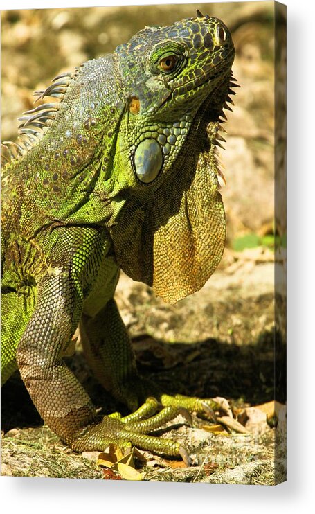 Iguana Acrylic Print featuring the photograph Green Cozumel Iguana by Adam Jewell