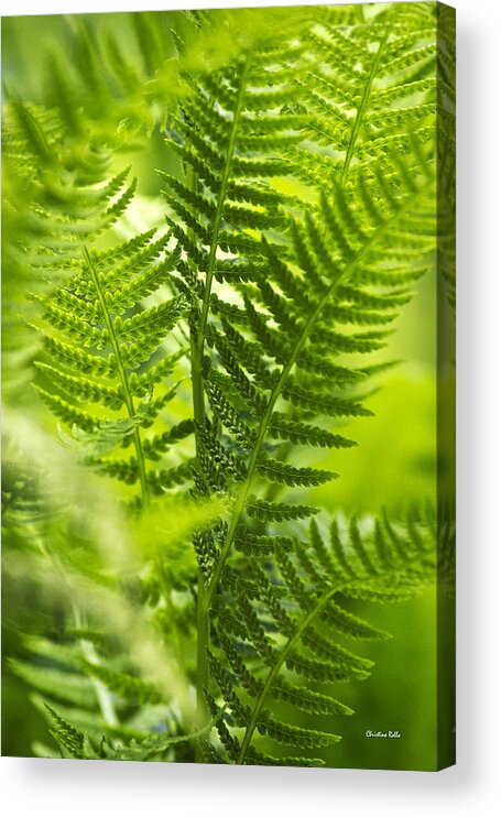 Fern Acrylic Print featuring the photograph Green Fern Art by Christina Rollo