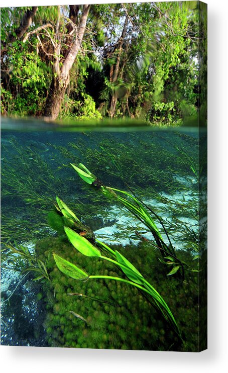 Underwater Acrylic Print featuring the photograph Green flow by Artesub