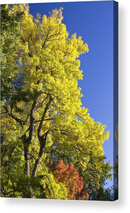 Autumn Acrylic Print featuring the photograph Green Orange Yellow and Blue by James BO Insogna