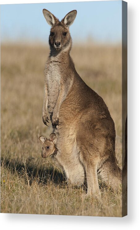 512752 Acrylic Print featuring the photograph Grey Kangaroo With Joey Maria Isl by D. Parer & E. Parer-Cook