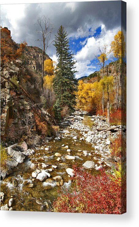 Grizzly Creek Acrylic Print featuring the photograph Grizzly Creek Cottonwoods Vertical by Jeremy Rhoades