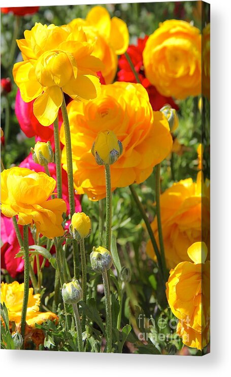 California Yellow Flowers Acrylic Print featuring the photograph Growth of a Ranunculus by Suzanne Oesterling