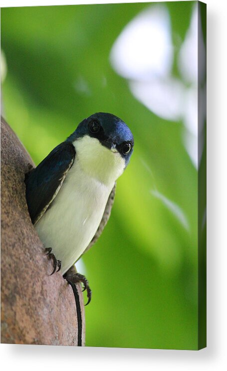Male Tree Swallow Acrylic Print featuring the photograph Guarding his Gourd 2 by Brook Burling