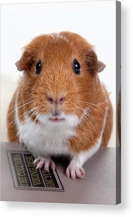 Hamster Face Acrylic Print featuring the photograph Guinea Pig Talent by Susan Stone