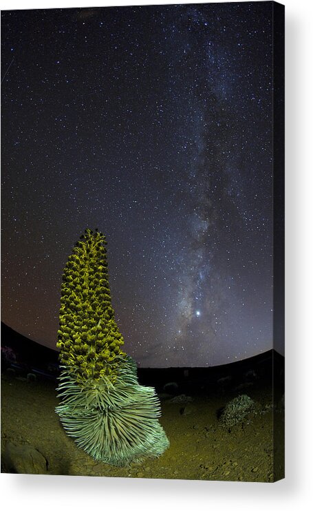 Haleakala Maui Hawaii Silversword Night Sky Milky Way Acrylic Print featuring the photograph Haleakala by James Roemmling