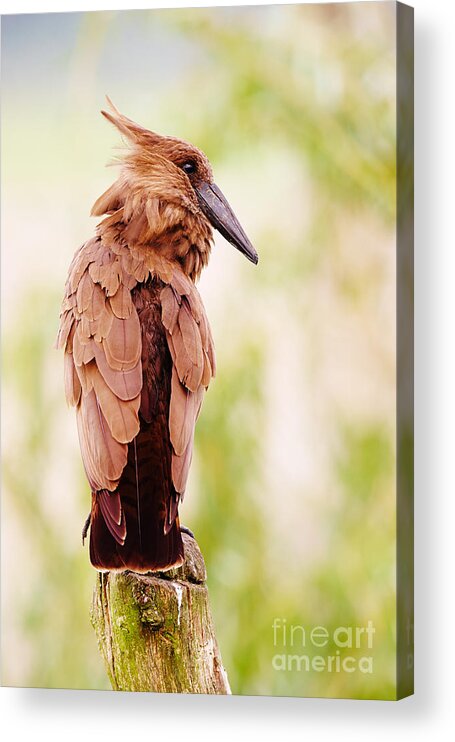 Hamerkop Acrylic Print featuring the photograph Hamerkop In A Tree by Nick Biemans