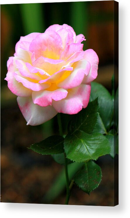 Rose Acrylic Print featuring the photograph Hand Picked for You by Deborah Crew-Johnson