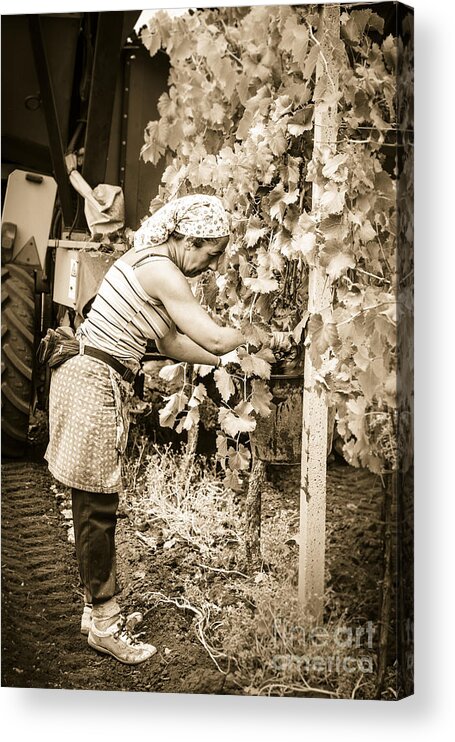 Frascati Acrylic Print featuring the photograph Hand Pickers Following The Mechanical Harvester Harvesting Wine by Peter Noyce