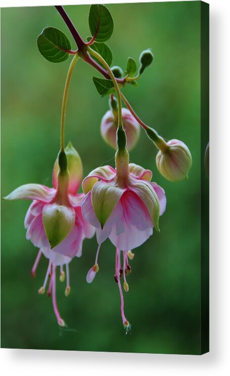 Hanging Fuchsia Acrylic Print featuring the photograph Hanging Fuchsia by Debra Martz