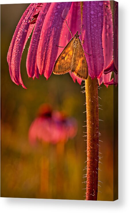 2012 Acrylic Print featuring the photograph Hanging out to Dry by Robert Charity