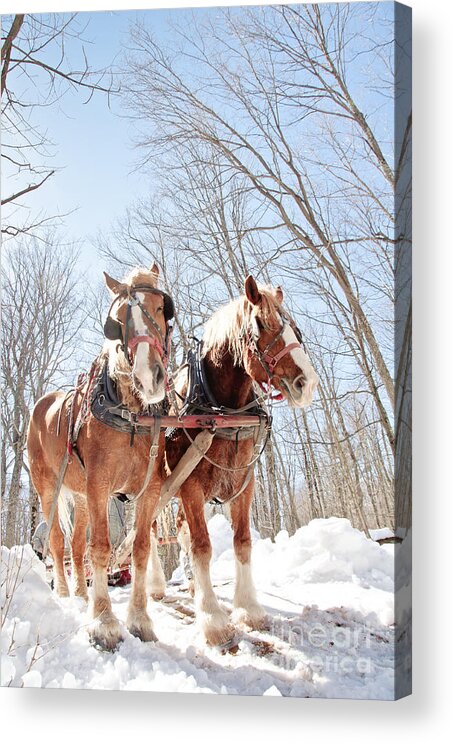 Maple Syrup Acrylic Print featuring the photograph Hard Working Horses by Cheryl Baxter