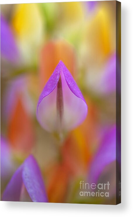 Flower Acrylic Print featuring the photograph Harlequin Lupine by Alice Cahill