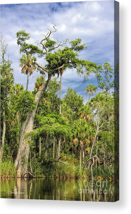 Otter Creek Acrylic Print featuring the photograph Hatrack Cypress by Barbara Bowen