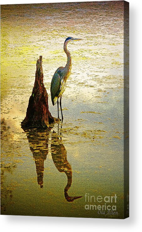 Great Blue Heron Acrylic Print featuring the photograph He Waits by Ola Allen