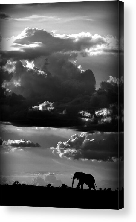 Elephant Acrylic Print featuring the photograph He Walks Under An African Sky by Wildphotoart