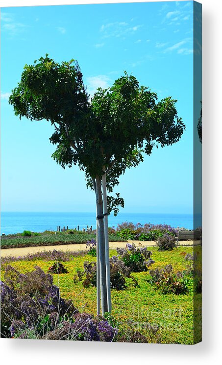 Pismo Beach Acrylic Print featuring the photograph Heart Shaped Tree at Pismo Beach by Debra Thompson