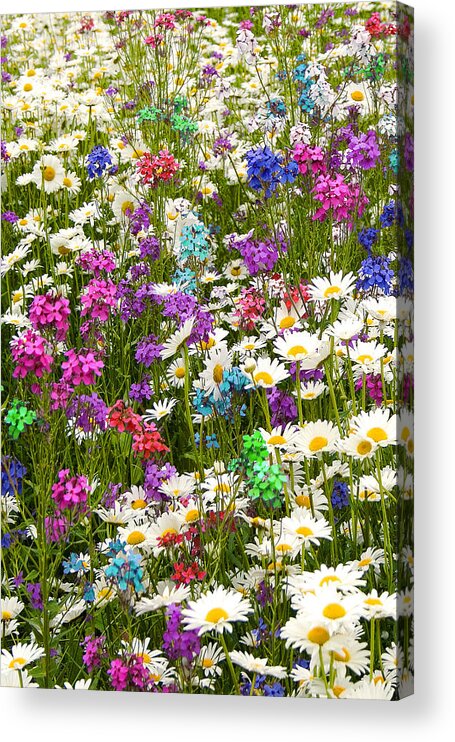 Flower Acrylic Print featuring the photograph Heavenly Flowers 2 by Larry Landolfi