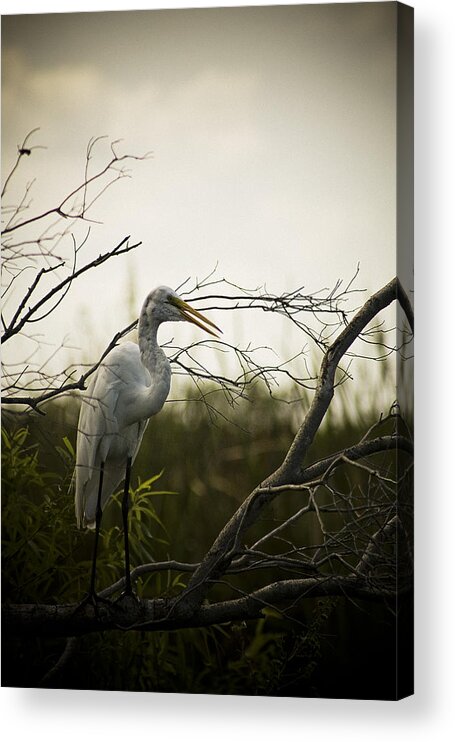 Egret Acrylic Print featuring the photograph Heron At Dusk by Bradley R Youngberg