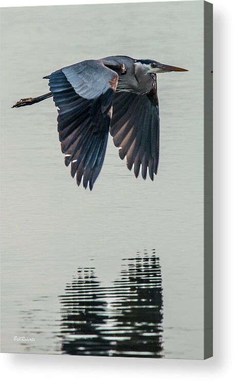Moss Landing Acrylic Print featuring the photograph Heron On the Wing by Bill Roberts
