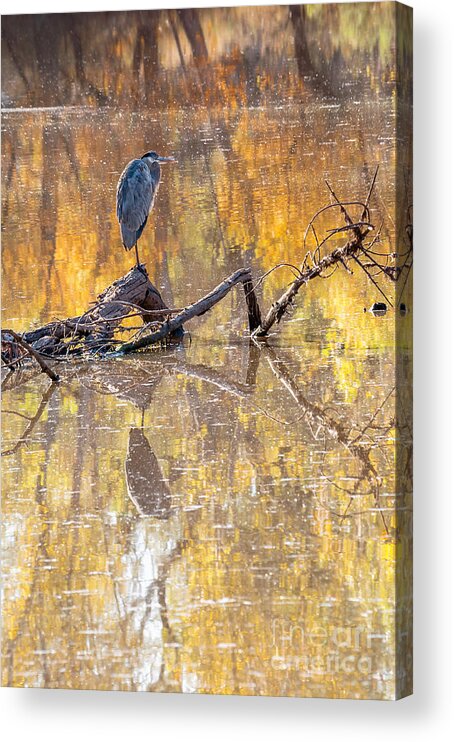 Al Andersen Acrylic Print featuring the photograph Heron Reflecting by Al Andersen