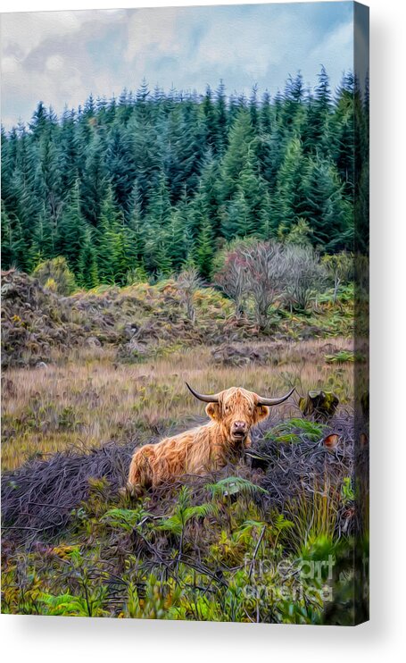 Hdr Acrylic Print featuring the photograph Highland Cow by Adrian Evans