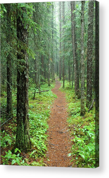Pixels Acrylic Print featuring the photograph Hike to White River in Pukaskwa National Park by Rob Huntley
