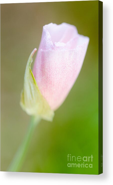 Albino Mexican Goldpoppy Acrylic Print featuring the photograph Hint of Pink by Tamara Becker
