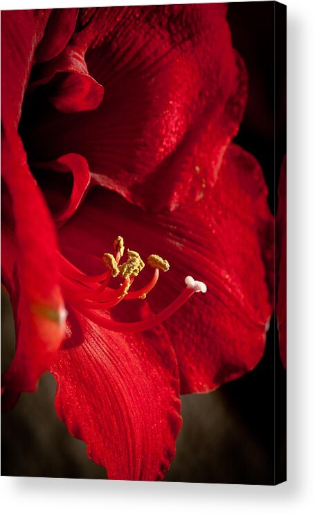 Hippeastrum Acrylic Print featuring the photograph Hippeastrum by Ralf Kaiser
