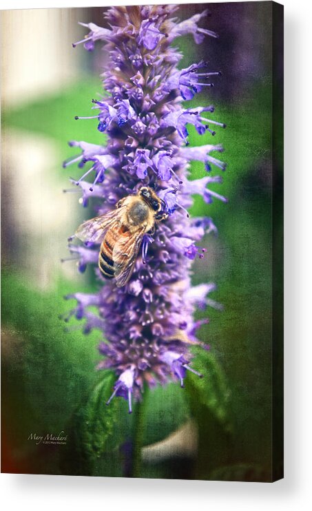 Honeybee On Hyssop Acrylic Print featuring the photograph Honeybee on Hyssop by Mary Machare