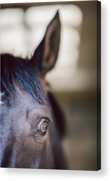 Horse Acrylic Print featuring the photograph Horse Eye , Close Up by Guido Mieth
