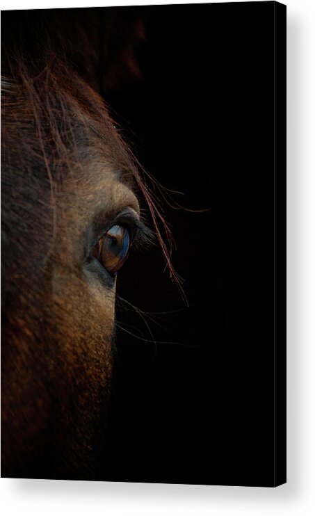 Horse Acrylic Print featuring the photograph Horse Eye by By Ana Gassent