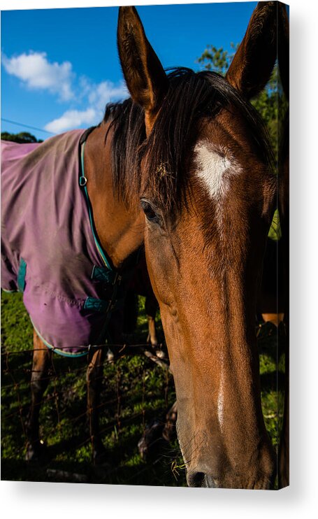 Animals Acrylic Print featuring the photograph Horse Portrait with Purple Blanket by Dennis Dame