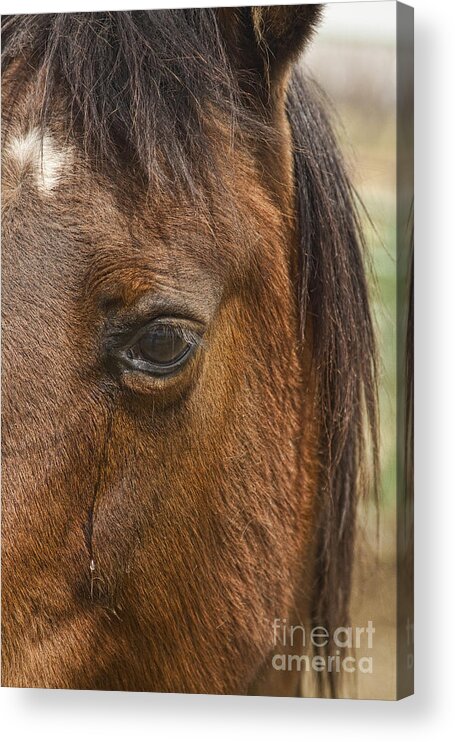 Horse Acrylic Print featuring the photograph Horse Tear by James BO Insogna