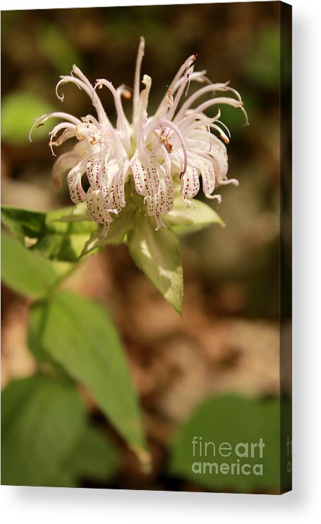 Horsemint Acrylic Print featuring the photograph Horsemint wildflower on forest floor by Adam Long
