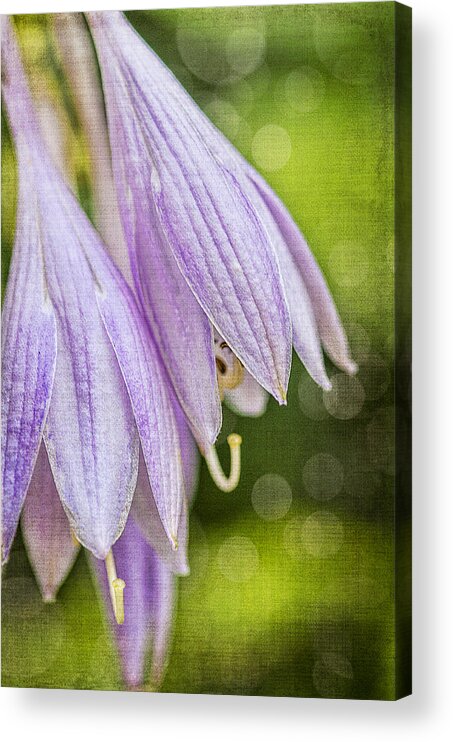 Hosta Acrylic Print featuring the photograph Hosta by Cathy Kovarik