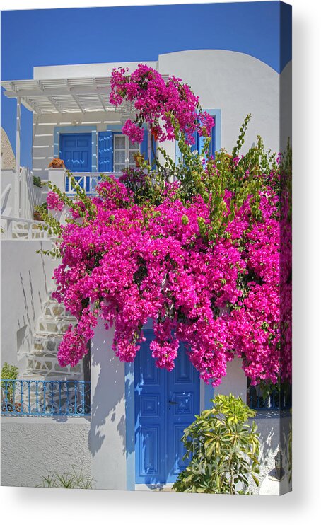 Bougainvillea Acrylic Print featuring the photograph House Of Bougainvillea by David Birchall