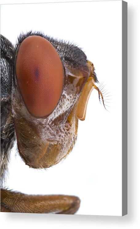 Piotr Naskrecki Acrylic Print featuring the photograph Human Botfly Belize by Piotr Naskrecki