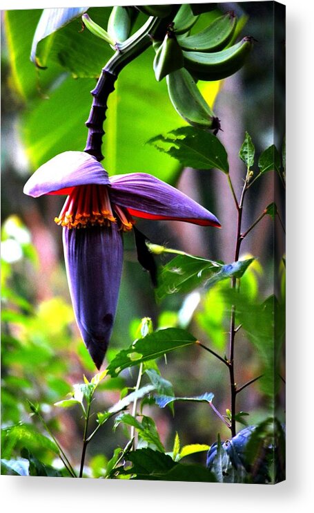 Nature Acrylic Print featuring the photograph Hummingbird and Banana Tree by Tamara Michael