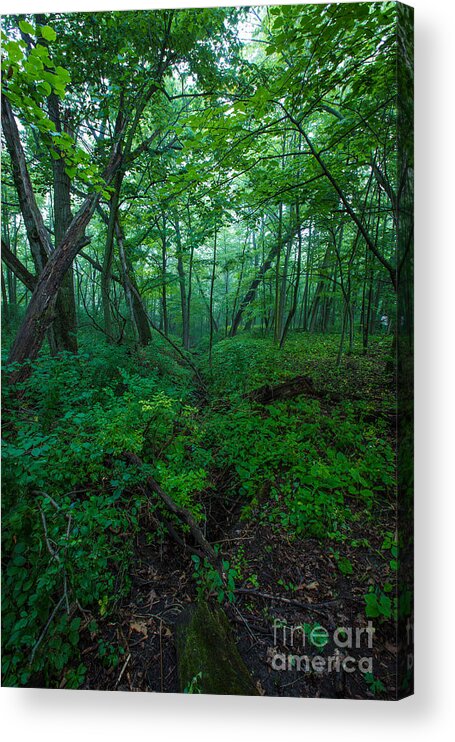 Bayside Acrylic Print featuring the photograph Huth Ravine by Andrew Slater