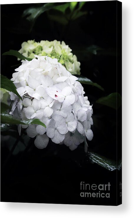 Summer Acrylic Print featuring the photograph Hydrangea by Stephanie Frey