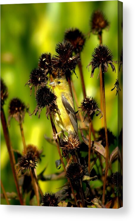 American Goldfinch Acrylic Print featuring the photograph I am a Flower Stalk Do You See Me by Carol Montoya