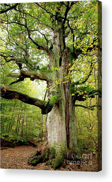 Oak Acrylic Print featuring the photograph I am nearly 1000 years old by Heiko Koehrer-Wagner