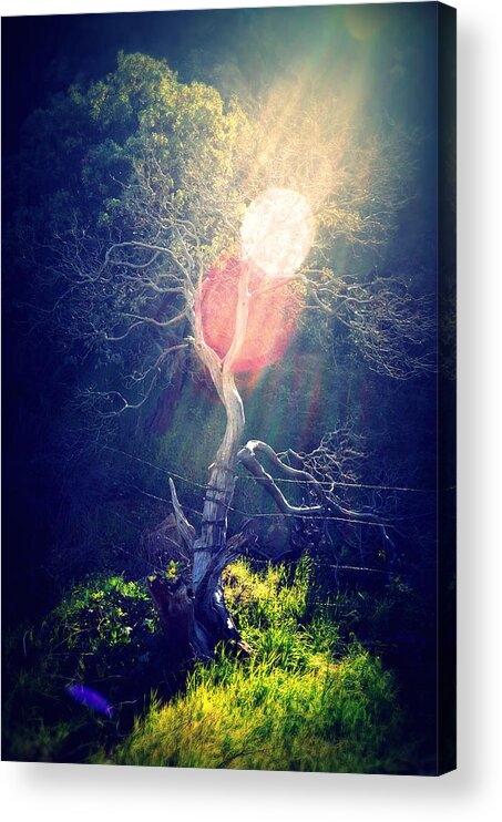 Tree Acrylic Print featuring the photograph I Saw the Light by Lisa Holland-Gillem