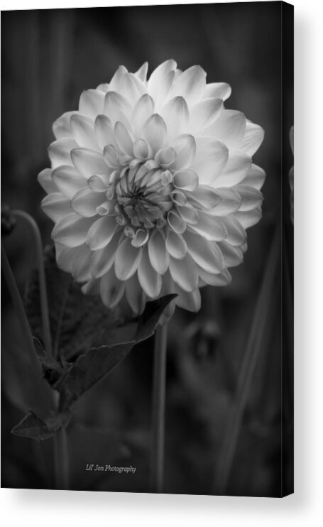 Dahlia Acrylic Print featuring the photograph I See You In My Dreams by Jeanette C Landstrom