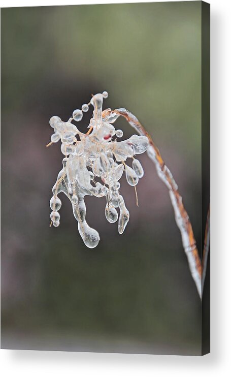 April Acrylic Print featuring the photograph Ice Storm Remnants Vl by Theo OConnor