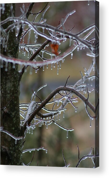 Nature Acrylic Print featuring the photograph Iced by Anita Parker