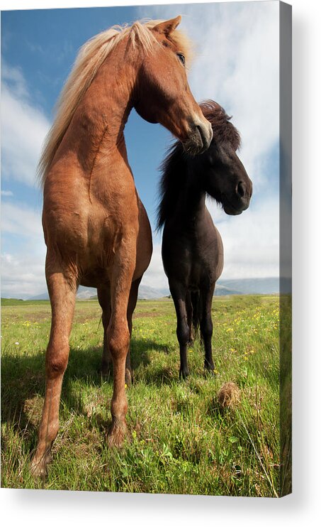Horse Acrylic Print featuring the photograph Icelandic Horses by Laverrue Was Here
