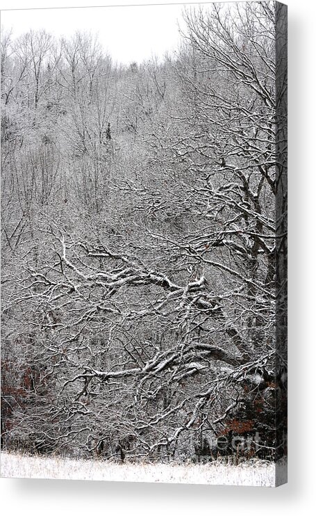 Winter Acrylic Print featuring the photograph Icy Woodland by Fred Sheridan